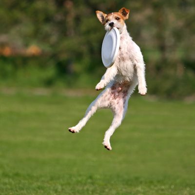 TPLO Surgery - Fleetwood Veterinary Clinic - Surrey, BC - Dog catching Frisbee