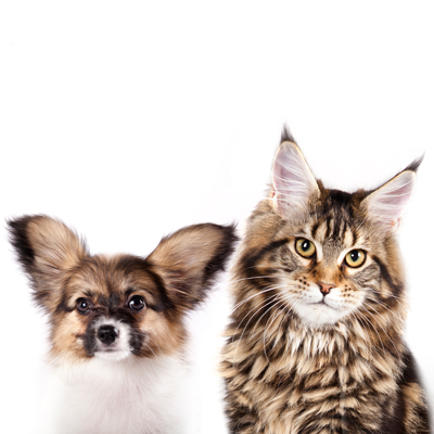 Fleetwood Veterinary Clinic - Surrey, BC - Informational Pages