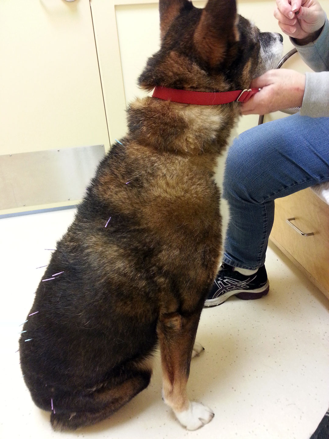 Dog getting Treat during acupuncture Treatment