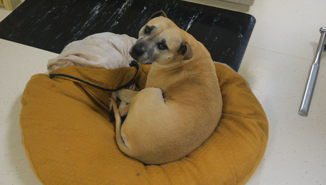 Brown Dog on Dog Bed