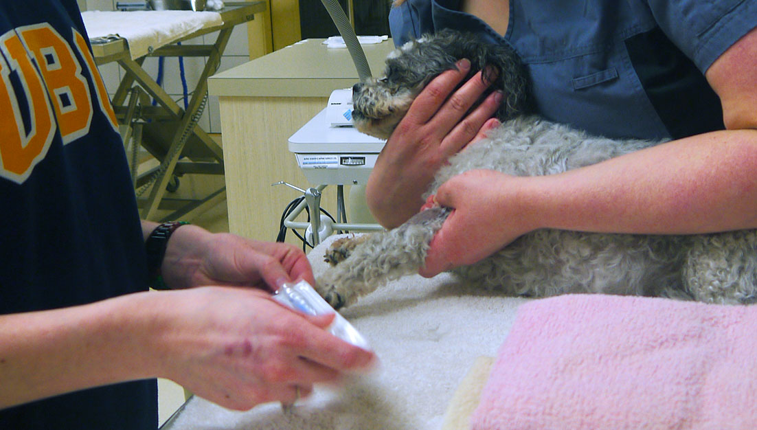 Dog getting a Vaccination