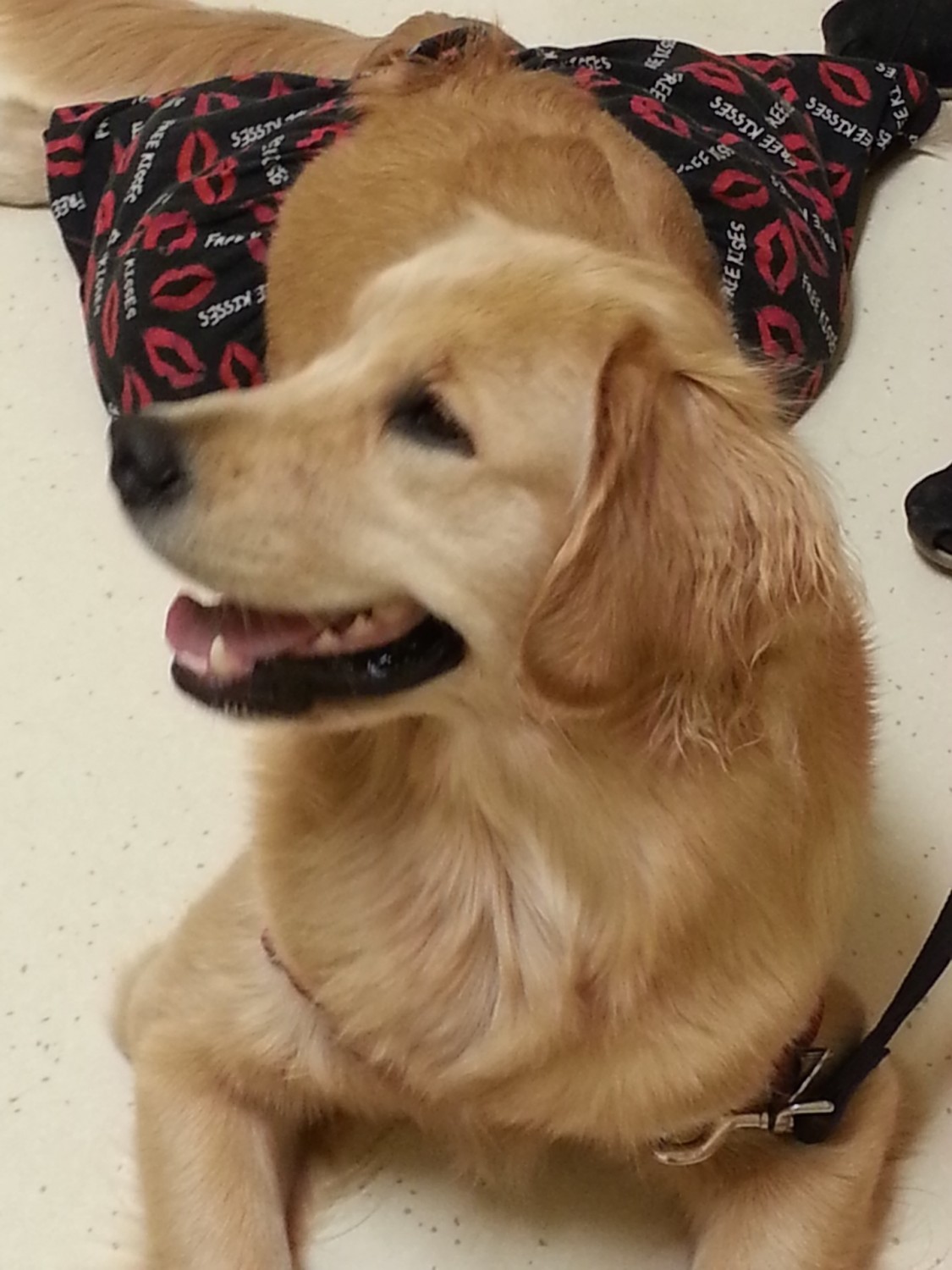 Happy Golden Retriever